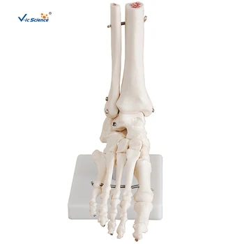 Модель скелета сустава стопы в натуральную величину, медицинские исследования, кости стопы, модель скелета, показ в клинике анатомии стопы, обучающая модель для показа в клинике.