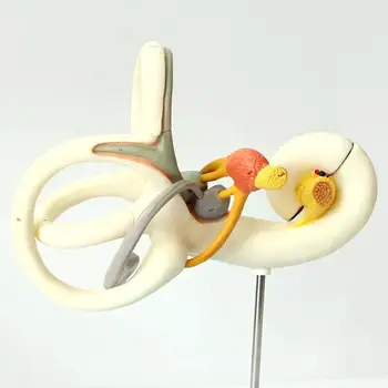 Модель увеличения лабиринта внутреннего уха человека из 2 частей, медицинские обучающие модели